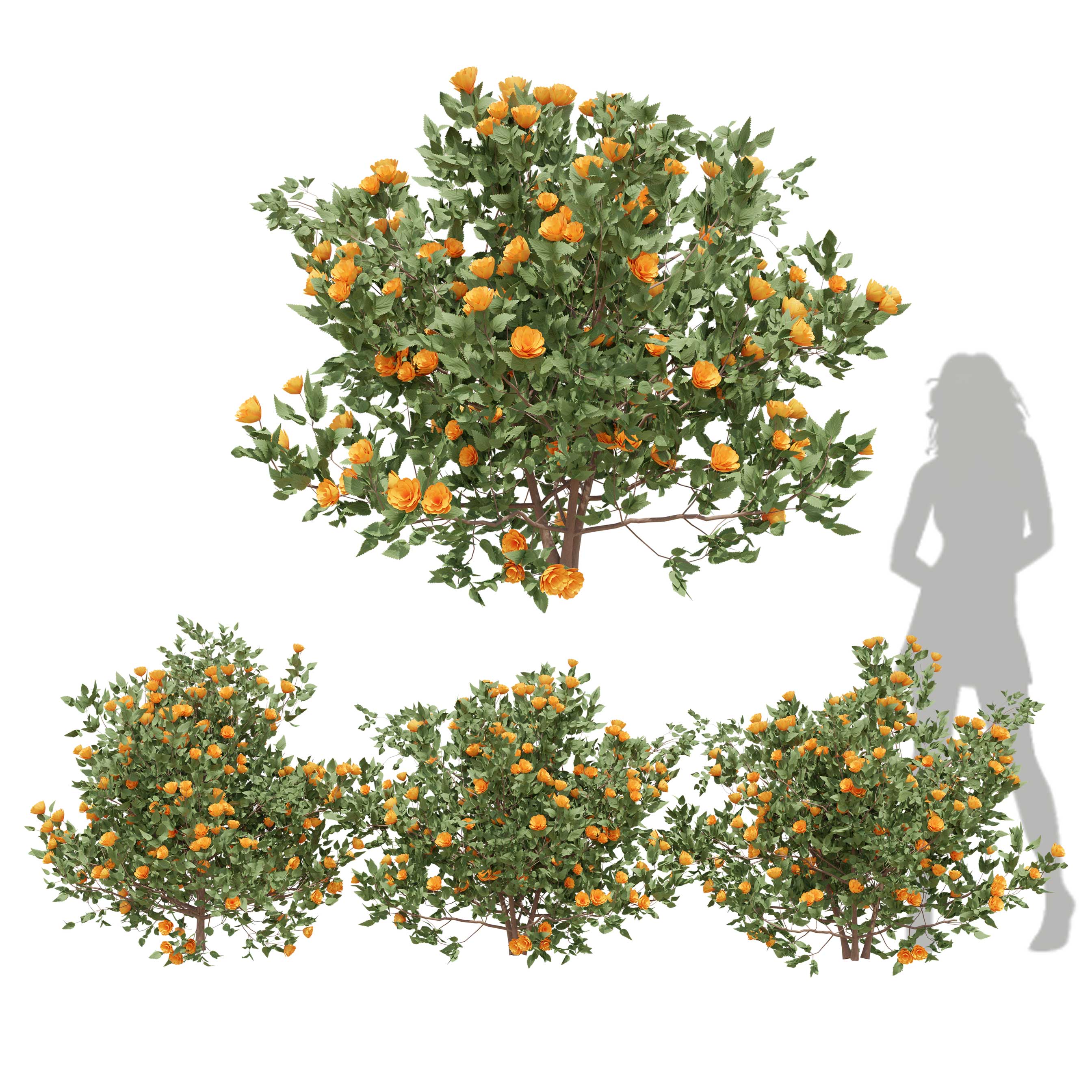 Bushes and Flowering 01
